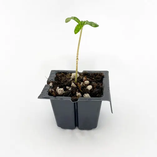 Junger Hanfsteckling in einem kleinen schwarzen Pflanztopf mit Erde und Perlit, vor wei&szlig;em Hintergrund.