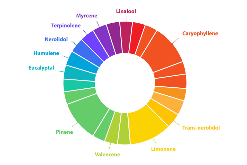 Farbenfrohes Kreisdiagramm, das die volle Vielfalt des Terpenspektrums mit verschiedenen Farben repräsentiert.