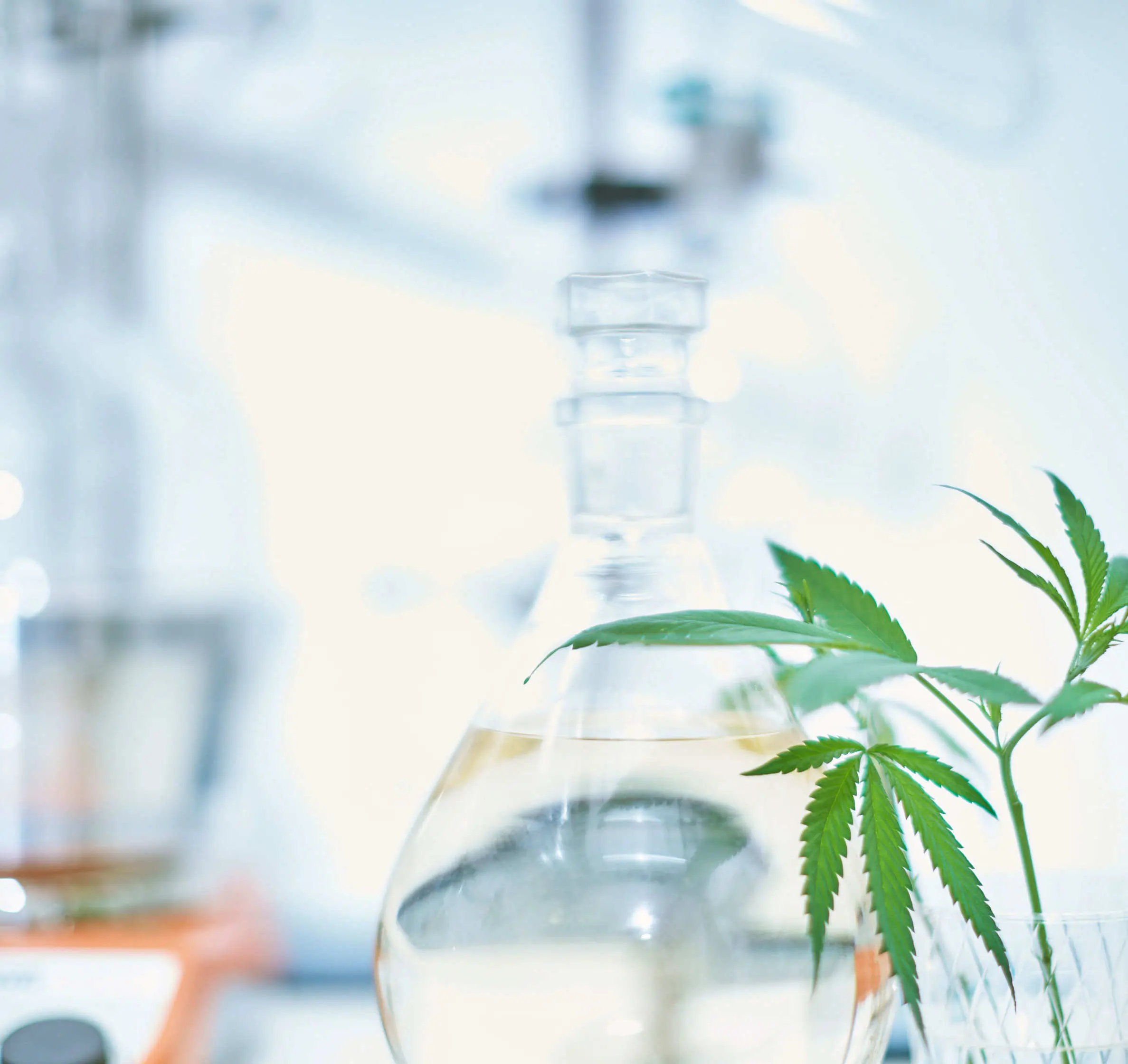 Laborapparatur zur Extraktion oder Analyse von Substanzen im Hintergrund. Im Vordergrund eine Hanf-Stecklingspflanze