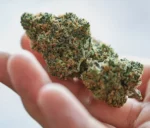 Nahaufnahme einer Hand, die dichte, harzige Cannabisblüten mit grünen und orangefarbenen Trichomen hält.