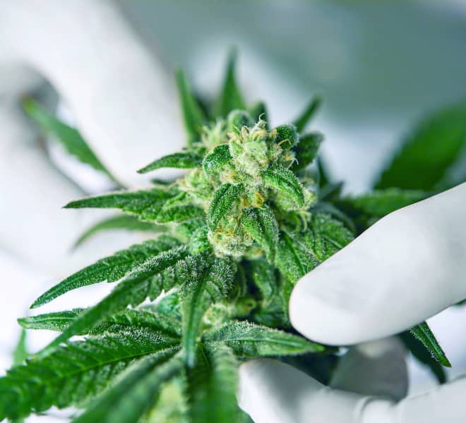 Nahaufnahme einer handverarbeiteten CBD Blüte unter Laborbedingungen – sorgfältige Qualitätskontrolle und Indoor-Kultivierung für Premium CBD Produkte von Qualicann.