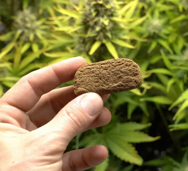 Eine Hand hält ein Stück gepresstes CBD Hash vor einer blühenden Hanfpflanze. Im Hintergrund sind grüne Blätter und Blüten der Pflanze zu sehen.
