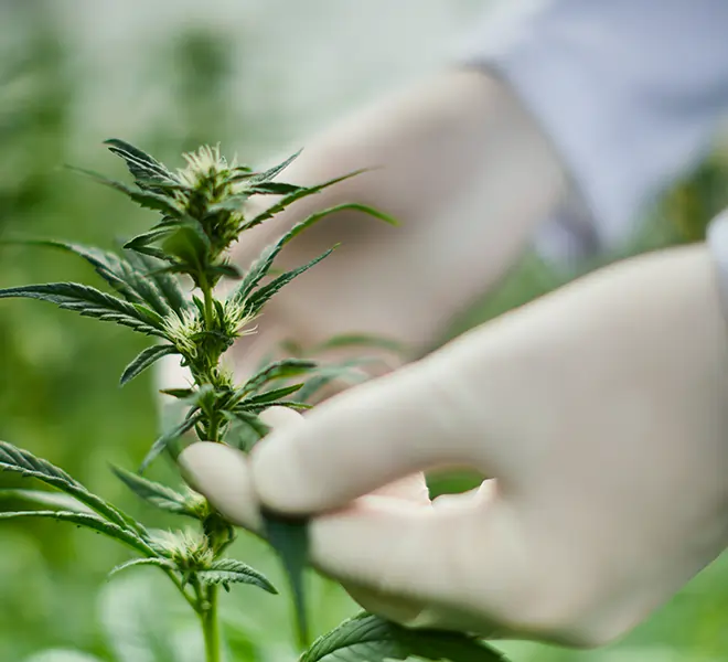 Nahaufnahme einer Hanfpflanze, die sorgfältig von Hand mit Handschuhen gepflegt wird – Symbol für nachhaltige und qualitativ hochwertige CBD-Produktion in der Schweiz.