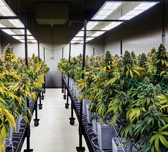 Indoor-Anlage mit prächtig blühenden Hanfpflanzen unter LED-Licht – zeigt den nachhaltigen, kontrollierten Anbau hochwertiger CBD-Blüten bei Qualicann.