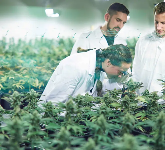 Fachpersonal überprüft Hanfpflanzen in einer modernen Indoor-Anlage – Symbol für präzise CBD-Produktion, Qualitätssicherung und nachhaltigen Anbau bei Qualicann.