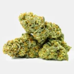 Mehrere kompakte, hellgrüne Cannabis CBD Blüten mit orangefarbenen Härchen vor neutralem Hintergrund