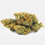 Große, kompakte Cannabis CBD Blüte in hellgrüner Farbe mit zahlreichen orangefarbenen Härchen auf hellem Hintergrund