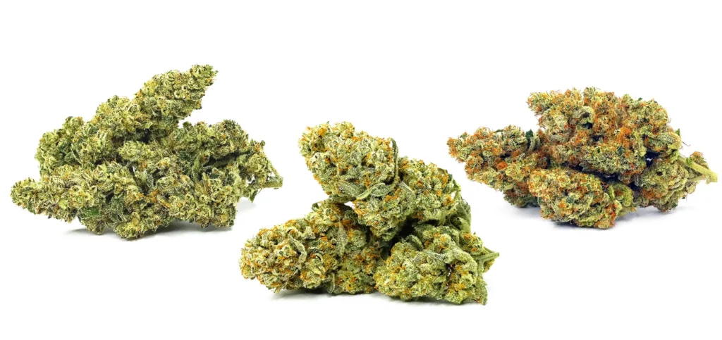 Getrocknete CBD-Hanfbl&uuml;ten mit sichtbaren Trichomen auf weissem Hintergrund
