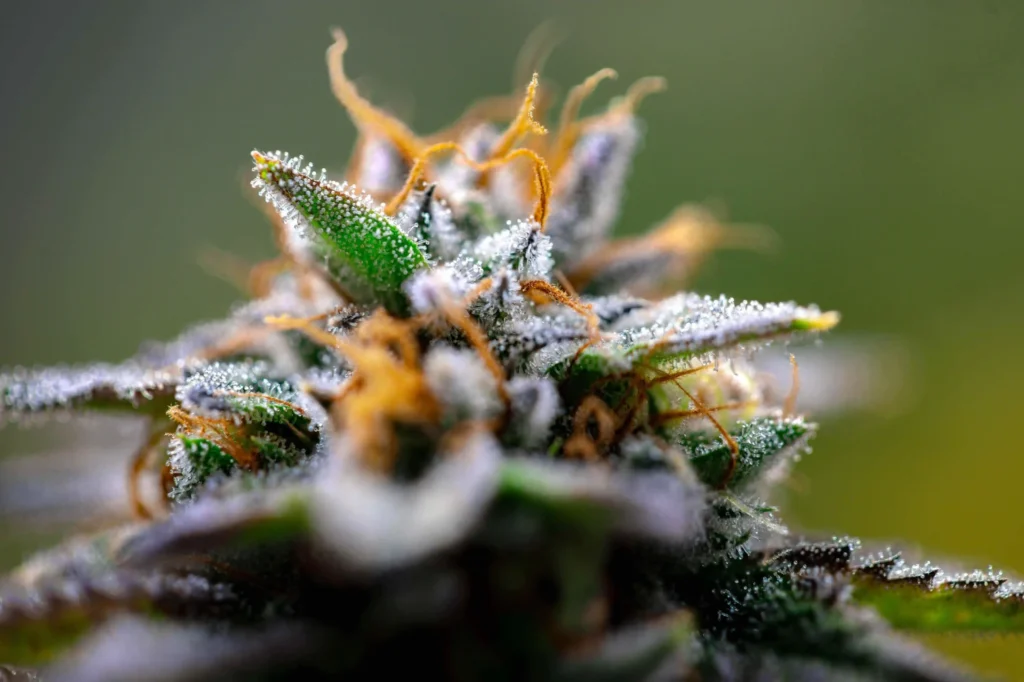 Nahaufnahme einer CBD-reichen Hanfbl&uuml;te mit sichtbaren Trichomen