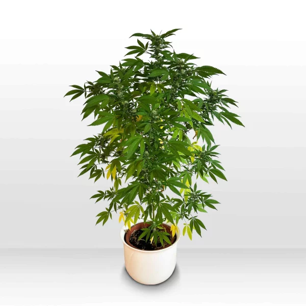 Große, gesunde Hanfpflanze mit zahlreichen Blättern und Blüten in einem weißen Blumentopf vor einem neutralen Hintergrund.