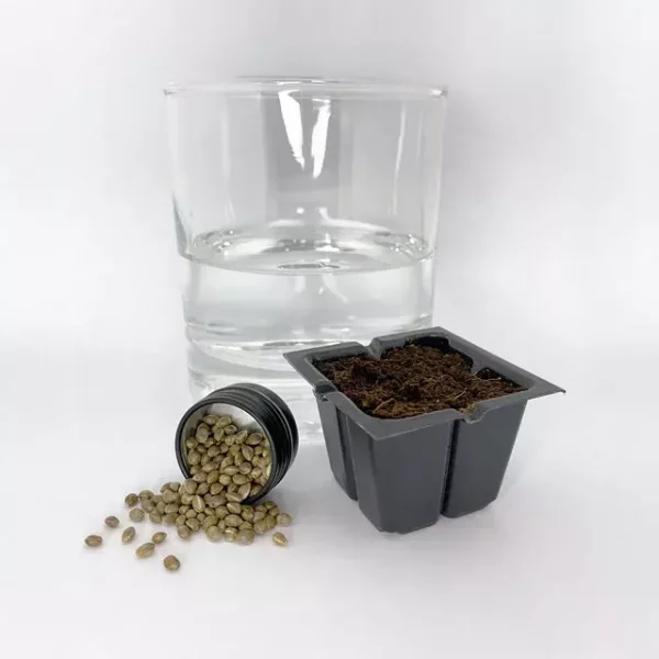 Hanfsamen, ein mit Wasser gefülltes Glas und ein kleiner schwarzer Pflanztopf mit Erde, arrangiert auf weißem Hintergrund.